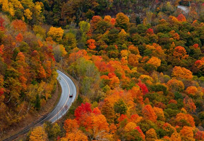 A winding road surrounded by autumnal trees in orages, red and yello