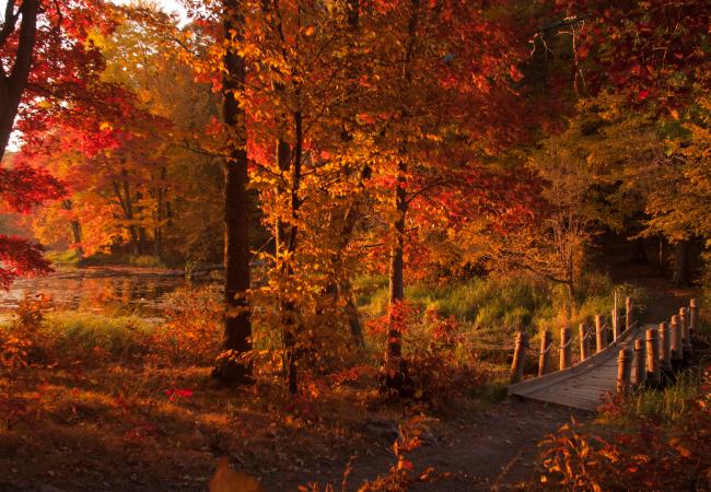 Forest filled with autumn trees with red and orange leaves. Small bridge over a lake.