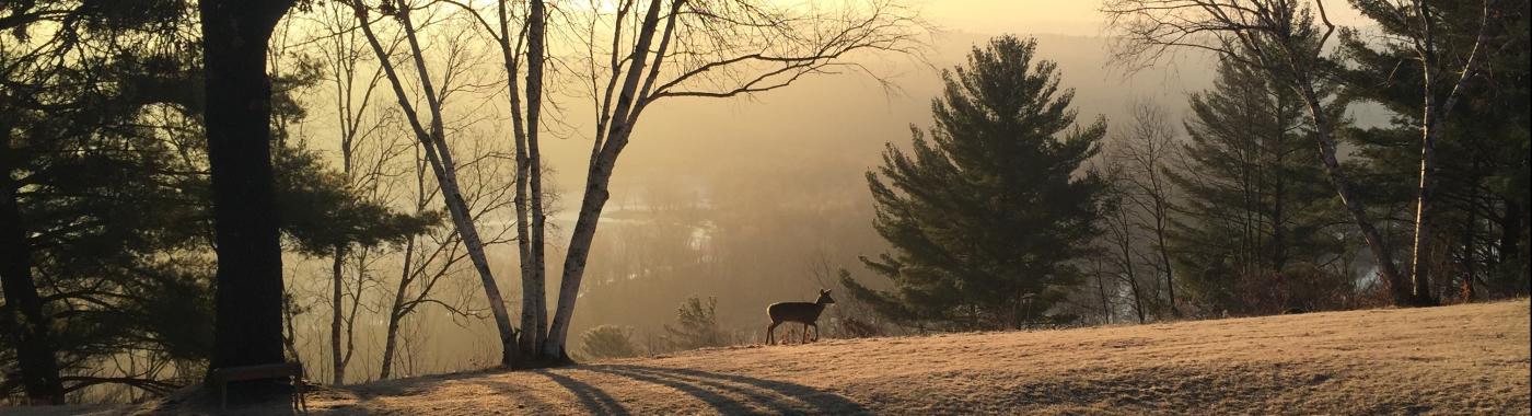 A deer crosses a road with silhouetted trees and morning frost